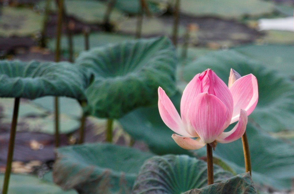 Ubud - lilly pad